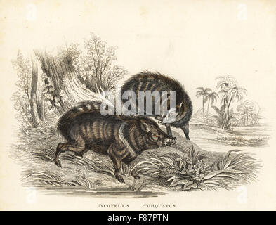 Halsband Peccary; Pecari Tajacu (Dycoteles Manlius). Handkoloriert Lithographie von Georg Friedrich Treitschkes Galerie of Natural History, Naturhistorischer Bildersaal des Thierreiches, Liepzig, 1840. Stockfoto