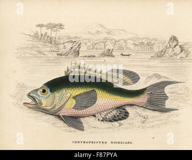 Black Sea Bass, Centropristis Striata (Centropristes Nigricans). Handkoloriert Stahlstich von Georg Friedrich Treitschkes Galerie of Natural History, Naturhistorischer Bildersaal des Thierreiches, Liepzig, 1842. Stockfoto