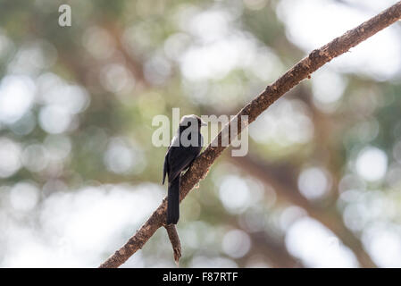 Eine hinterleuchtete thront nördlichen schwarz Flycatcher thront auf einem Ast am Lake Langano, Äthiopien Stockfoto