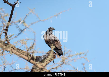 Eine juvenile Schmutzgeier thront in einem Baum Stockfoto