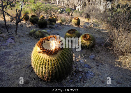 Barrel Cactus in der Nähe von El Charco, San Miguel de Allende, Mexiko Stockfoto