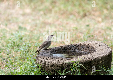 Eine größere Honig-Anleitung sitzen in einem Wasserbad bei Bishangari Lodge, Lake Langano in Äthiopien Stockfoto