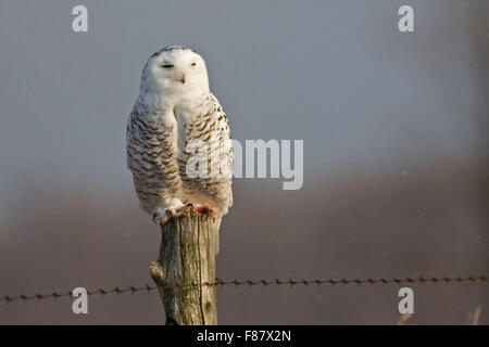 Snowy Eule, Bubo Scandiacus thront Stockfoto