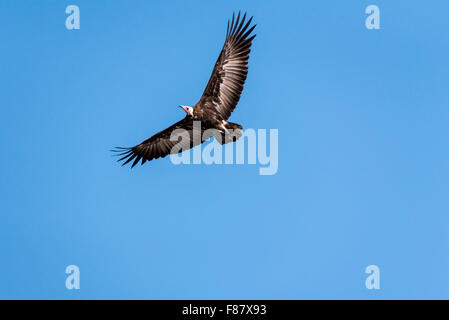 Ein fliegender Kapuze Geier mit verlängerten Flügeln vor einem strahlend blauen Himmel Stockfoto