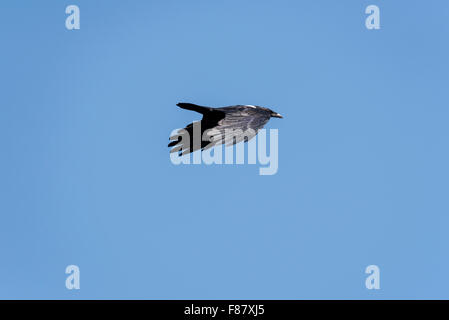 Ein Pied Crow vor einem blauen Himmel fliegen Stockfoto