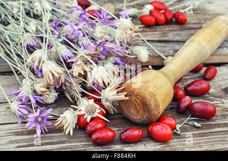 Blütenstände von Nutzpflanzen vor dem Hintergrund der Stempel und Beeren Hagebutten Stockfoto