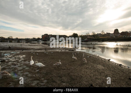 Familie von Schwänen auf dem Fluss Itchen, in der Nähe von Cobden Brücke, Southampton Stockfoto