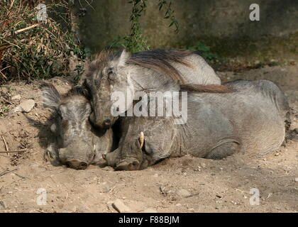 Paar der afrikanischen Warzenschweine (Phacochoerus Africanus) zusammen in der Sonne faulenzen Stockfoto
