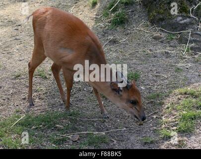 Beweidung roten Wald Ducker oder Natal Ducker Antilope (Cephalophus Natalensis), ursprünglich aus südlichen und östlichen Afrika Stockfoto