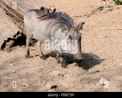 Weibliche afrikanische Warzenschwein (Phacochoerus Africanus) Stockfoto