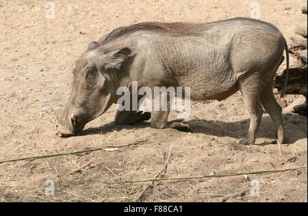 Weibliche afrikanische Warzenschwein (Phacochoerus Africanus), kniend bei der Fütterung, Stockfoto