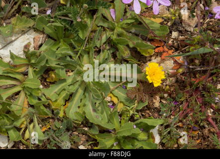 Hedypnois, Hedypnois Rhagadioloides, eine niedrig wachsende Composite, Südspanien. Stockfoto