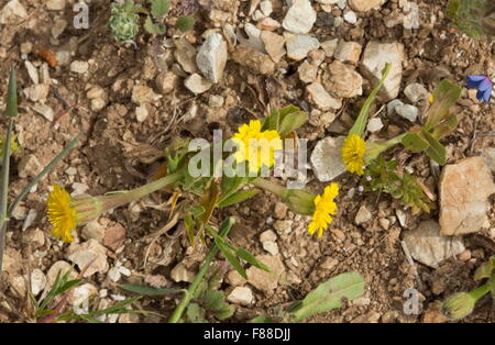 Hedypnois, Hedypnois Rhagadioloides, eine niedrig wachsende Composite, Südspanien. Stockfoto