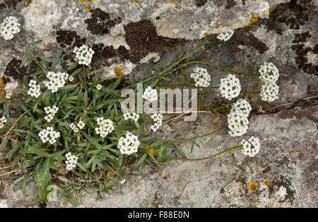 Sweet Alyssum, Lobularia Maritima in Blüte, auf Kalkstein, Spanien. Stockfoto