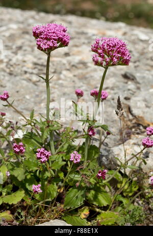 Hübsche Betsy, Sporn Baldrian, lange angespornt Baldrian, Centranthus macrosiphon Stockfoto