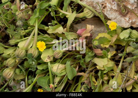 Hedypnois, Hedypnois Rhagadioloides, eine niedrig wachsende Composite, Südspanien. Stockfoto