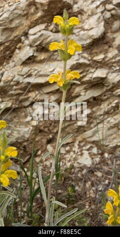 Ein Jerusalem Salbei, Lampwick Pflanze, Phlomis lychnitis Stockfoto