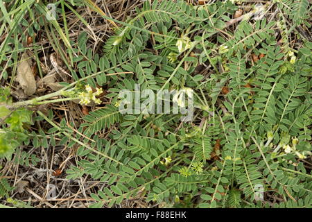 Schwedischer Kaffee, gelbe Milch Wicke, Astragalus boeticus Stockfoto