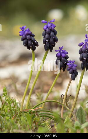 Grape Hyacinth, gemeinsame Grape Hyacinth, Stärke Trauben Hyazinthe, Muscari neglectum Stockfoto