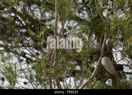 Kegel von Aleppo-Kiefer, Pinus Halepensis, Südwest-Spanien. Stockfoto