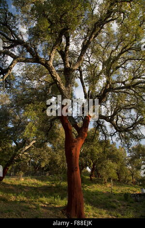 Kork-Eiche, Quercus Suber, vor kurzem geerntet. Grazalema, Südwest-Spanien. Stockfoto