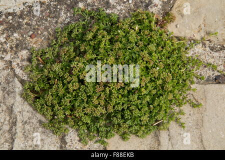 Vier-leaved Allseed Polycarpon Tetraphyllum in Pflaster. Seltene UK native. Stockfoto