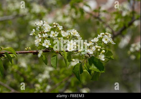 St. Lucie Kirsche, Prunus Mahaleb, in Blüte. Spanien. Stockfoto