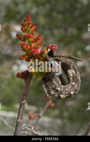 Blumen der Terebinthe, Terpentin Baum, Pistacia Terebinthus, mit alten Baizongia gall auf. Spanien. Stockfoto