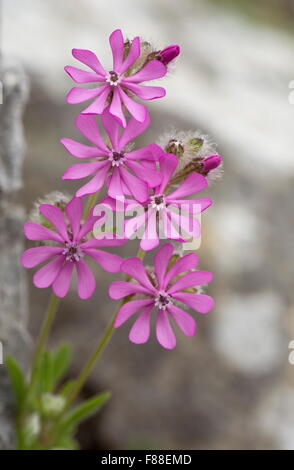 Rosa Leimkraut, Silene Colorata in Blume im Olivenhain, Spanien. Stockfoto