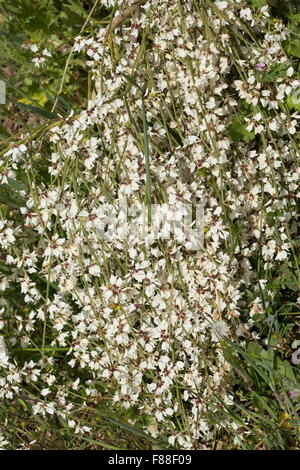 Brautschleier Besen, Retama Monosperma, in voller Blüte. Südwest-Spanien. Invasive an anderer Stelle. Stockfoto