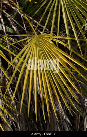 Zwerg-Ventilator-Palme, Chamaerops Humilis, Südwest-Spanien. Stockfoto