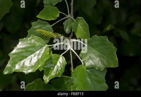 Laub der graue Pappel, Populus × Canescens, ein Hybrid zwischen Populus Alba (Silberpappel) und Populus Tremula (gemeinsame Aspen) Stockfoto