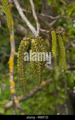 Walnuss Baum Juglans Regia, in Blüte mit Kätzchen. Stockfoto