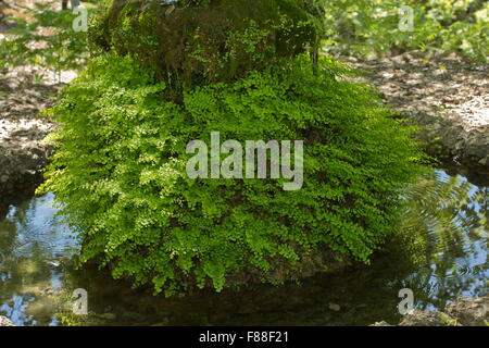 Tausend Farn, Venushaarfarns Capillus-Veneris, um Wasser gespeisten Garten Feature. Spanien. Stockfoto