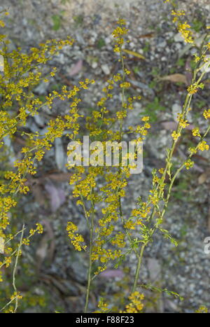 OSYRIS Osyris Alba, in Blüte. Semi-parasitäre Strauch. Spanien. Stockfoto