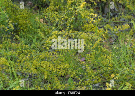 OSYRIS Osyris Alba, in Blüte. Semi-parasitäre Strauch. Spanien. Stockfoto