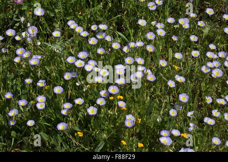 Dreifarbige Winde, Convolvulus Tricolor in Blume am Straßenrand Rande, Südspanien. Stockfoto