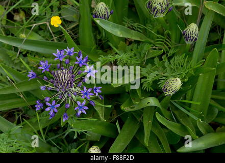 Peruanischer Blaustern Scilla Peruviana Birne Spanien Stockfoto