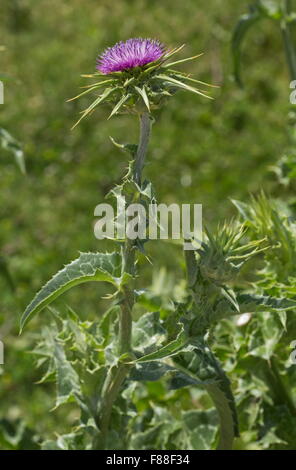 Mariendistel in Blüte Stockfoto