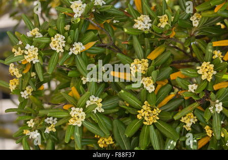 Japanische Pittosporum, japanische Mock-Orange, japanische Cheesewood, Pittosporum tobira Stockfoto