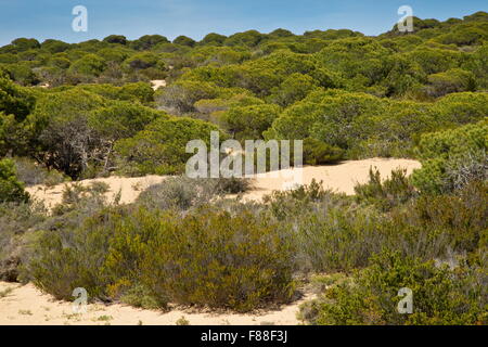 Bewachsenen Dünen, mit Regenschirm Kiefernwald am Cuesta de Maneli, Donana, Spanien. Stockfoto