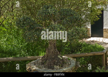 Ein Schatten gestellt Olivenbaum, etwa einen Meter hoch, im Anbau; Südwest-Spanien. Stockfoto