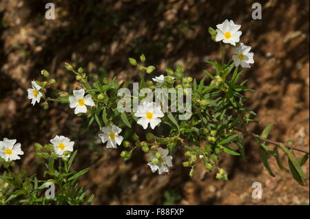 Montpelier Cistus oder Narrow-leaved Zistrose Cistus Monspeliensis in Blüte, Südwest-Spanien. Stockfoto