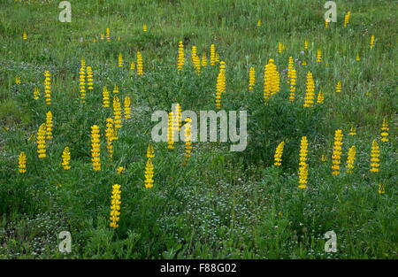 jährliche gelbe Lupine oder europäischen gelbe Lupine, Lupinus Luteus, im kleinen Feld, Sierra de Grazalema, Spanien. Stockfoto