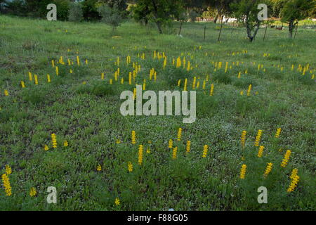 jährliche gelbe Lupine oder europäischen gelbe Lupine, Lupinus Luteus, im kleinen Feld, Sierra de Grazalema, Spanien. Stockfoto