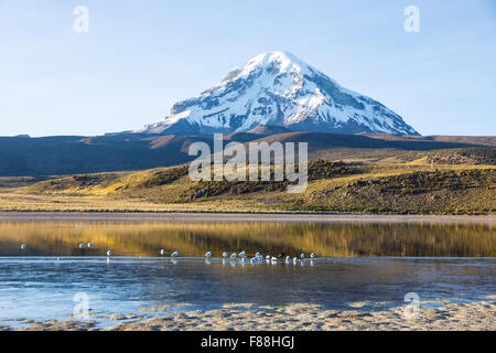 Sajama Vulkan und See Huañacota, in der natürliche Park Sajama. Bolivien Stockfoto