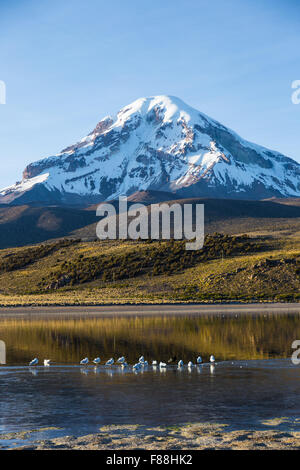 Sajama Vulkan und See Huañacota, in der natürliche Park Sajama. Bolivien Stockfoto