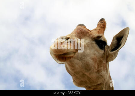 Eine Nahaufnahme einer Giraffe (Giraffa Plancius) im The Giraffe House Wildlife Awareness Centre, Südafrika. Stockfoto