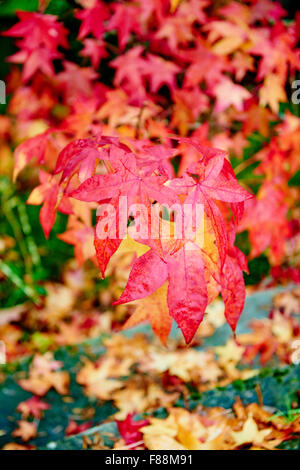 Schöne Ahornblätter drehen Farbe im Herbst Stockfoto