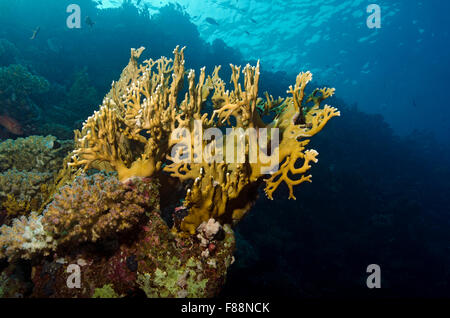 sommersprossiges Hawkfish, Paracirrhites Forsteri, versteckt in Net Feuerkoralle, Millepora Dichotoma, Marsa Alam, Rotes Meer, Ägypten Stockfoto